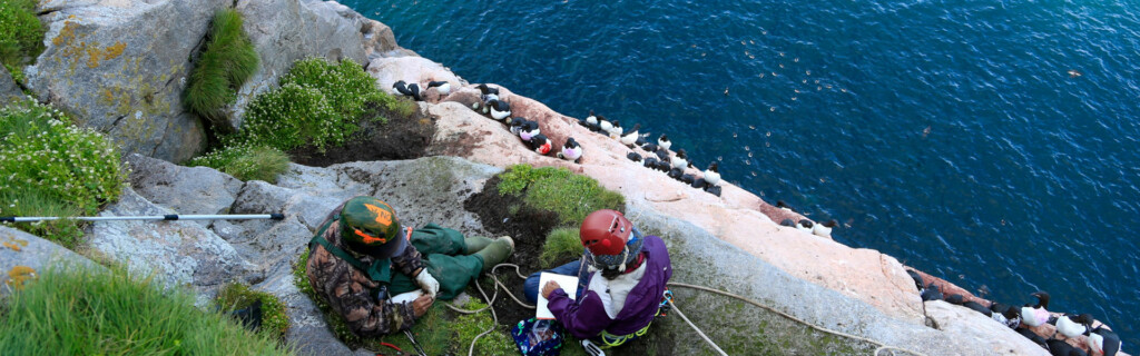 Emily Choy (McGill University) and Josiah Nakoolak observing thick-billed murres on the cliffs of Coast Island