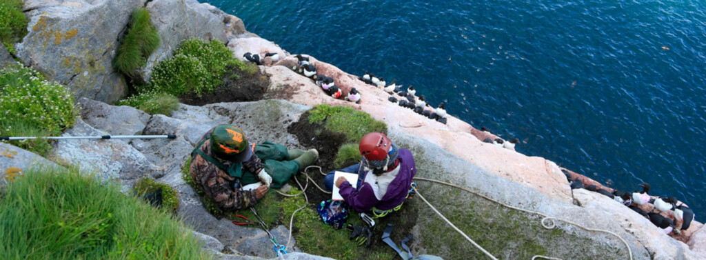 Emily Choy (McGill University) and Josiah Nakoolak observing thick-billed murres on the cliffs of Coast Island