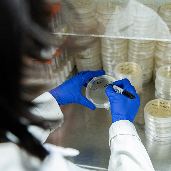 Researcher working on a petri dish