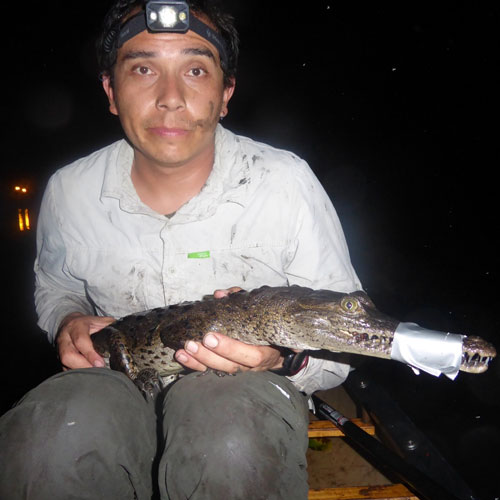 Researcher captures a crocodile