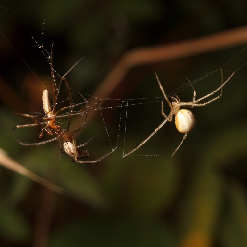 Spiders on a web